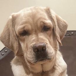 River - Labrador Retriever