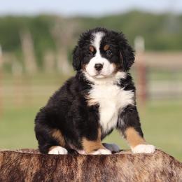 Blue collar Male - Black rust and white male Bernese Mountain Dog puppy in Collinsville, Texas from Berner Dynasty