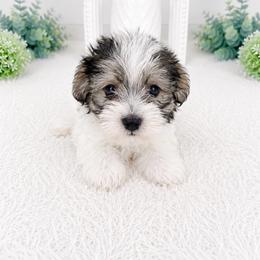 Jackson - Piebald male Morkie puppy in Tampa Bay, Florida from Woodpecker Ridge Pups