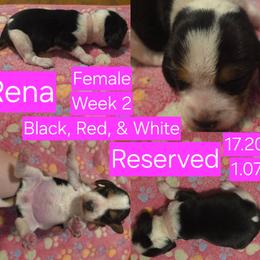 Rena Pink Female - Black red and white female Beagle puppy in Bemidji, Minnesota from Nse Farms Beagles