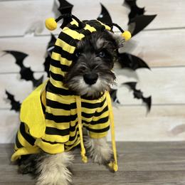 Miniature Schnauzer Puppies from Schnauzers on Robinson Lane