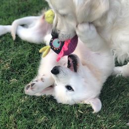 Golden Retriever Puppies from Promised Love Goldens