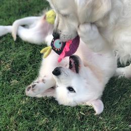 Golden Retriever Puppies from Promised Love Goldens