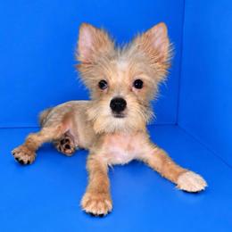 Finn - Tan and white male Yorkshire Terrier puppy in Flowood, Mississippi from Prissy PawPals