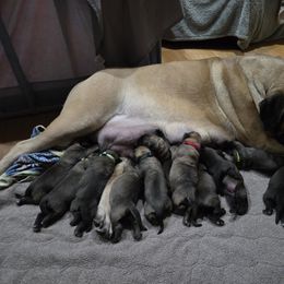 Girl 4 - Fawn female Mastiff puppy in Lake Villa, Illinois from Kharisma Mastiffs