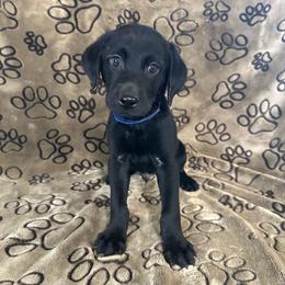 Blue-3rd Pick Male - Black male Labrador Retriever puppy in George West, Texas from Rockin M Kennel