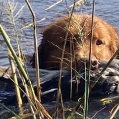 Nova Scotia Duck Tolling Retrievers from Highland Tollers