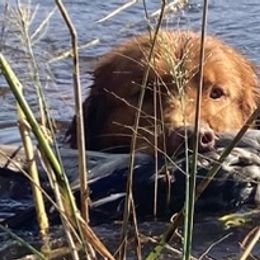 Nova Scotia Duck Tolling Retrievers from Highland Tollers