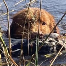Nova Scotia Duck Tolling Retrievers from Highland Tollers