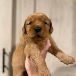 Billy The Kid - Dark golden male Golden Retriever puppy in Henagar, Alabama from Shupe’s Sweet Southern Goldens