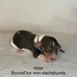 Atlas - Piebald male Dachshund puppy in Lexington, Oklahoma from BooneDox Miniature Dachshunds