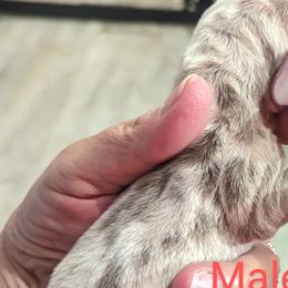 Boy 2 - Dachshund puppy in Homosassa, Florida from Foxies Doxies