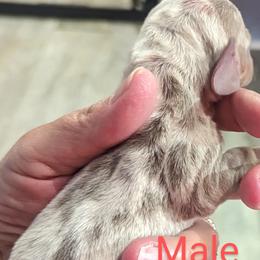 Boy 2 - Dachshund puppy in Homosassa, Florida from Foxies Doxies