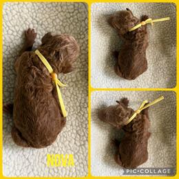 Nova - Red  female Poodle puppy in Mount Vernon, Illinois from AMC Poodles