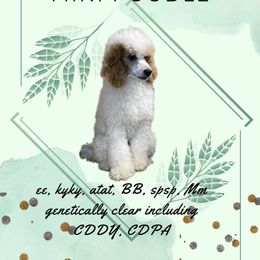 Atlas - Poodle