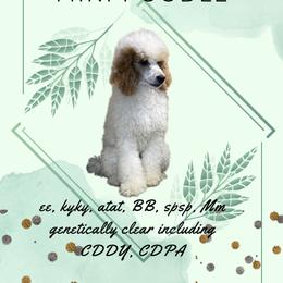 Atlas - Poodle