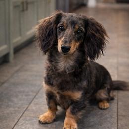 Delilah - Dachshund