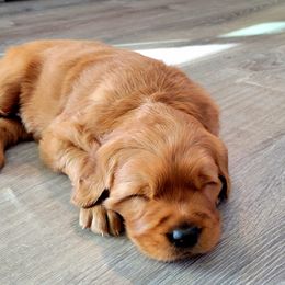 Golden Retriever Puppies from Carmel Bliss Golden Retrievers LLC