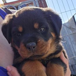 Lilac - Black and mahogany female Rottweiler puppy in Tangent, Oregon from Raya's Royals