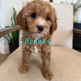 Brooks - Red  male Goldendoodle puppy in Glendale, Arizona from Follow Your Bliss Doodles