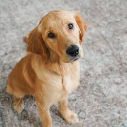 Bear - Golden male Golden Retriever puppy in Bedford, Indiana from Indiana Goldens