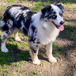 George - Miniature Australian Shepherd