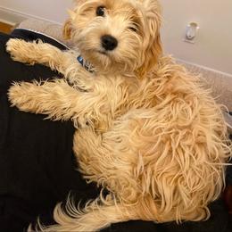 Boy 4 - male Cavapoochon puppy in Fairmont, West Virginia from Robin Nelson