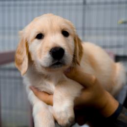 Sol (light blue) - Cream male Goldendoodle puppy in Portsmouth, Virginia from Hopping Howlers Ranch