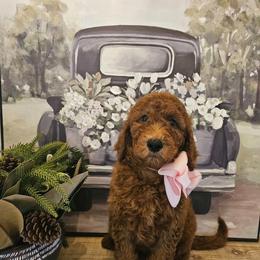 Pink female - Red  female Goldendoodle puppy in Haughton, Louisiana from Bailey’s Cajun Canines