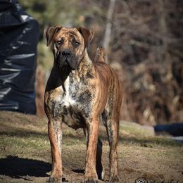 Lydia - Boerboel