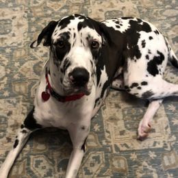 Great Danes from Underwood Danes AKC