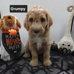 Black - Apricot male Goldendoodle puppy in Summerville, South Carolina from Channys Doodles