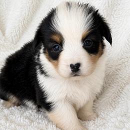 Kane - Black and tan male Pembroke Welsh Corgi puppy in Beggs, Oklahoma from Blue Diamond Corgi’s