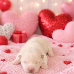 Jackie - Cream female Shiba Inu puppy in Illinois from Precious-Puppies