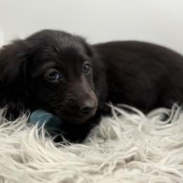 AKC blue boy - Black male Dachshund puppy in Bartlesville, Oklahoma from OkieDokieDox