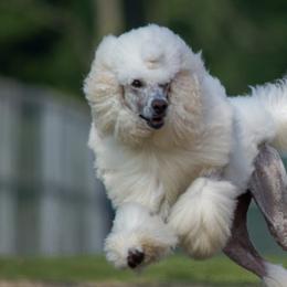 Poodle All Grown Up from Vintage Poodles