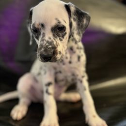 Kanga - White and black female Dalmatian puppy in Fort Cavasos, Texas from Mainstreet Dalmation
