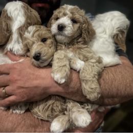 Goldendoodle Puppies from Graystone Doodles