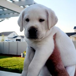 Labrador Retriever Puppies from Gwyneira labs of Idaho