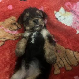 Andy 2000 - Black and tan male Yorkshire Terrier puppy in Gastonia, North Carolina from Precious pups dynasty kennel