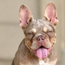 Juicy - French Bulldog