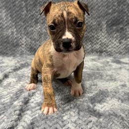 Girl 1 - Red brindle female American Pit Bull Terrier puppy in Nine Mile Falls, Washington from Bartin Kennels