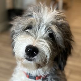 Aussiedoodles, Bernedoodles, Double Doodles, Goldendoodles, Poodles, and Sheepadoodles from Sunny Doodles