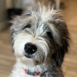 Aussiedoodles, Bernedoodles, Double Doodles, Goldendoodles, Poodles, and Sheepadoodles from Sunny Doodles