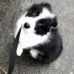 Border Collie Puppies from Cahill’s Canines