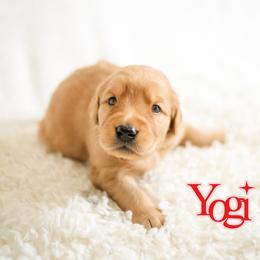 Yogi - Dark golden male Golden Retriever puppy in Idaho Falls, Idaho from Brinton Goldens