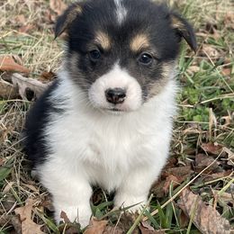 Lyla - Black and tan female Pembroke Welsh Corgi puppy in Mount Carmel, Tennessee from Hidden View Farm