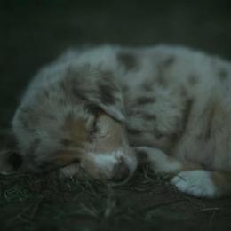 Russet - Red merle male Australian Shepherd puppy in Altmar, New York from E&C Australian Shepherds