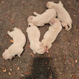Red - Yellow male Labrador Retriever puppy in Lititz, Pennsylvania from R&M Labrador Retriever Puppies