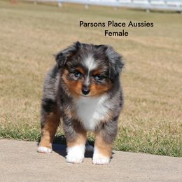 Gorgeous - Blue merle female Toy Australian Shepherd puppy in Chandler, Oklahoma from Parsons Place Aussies